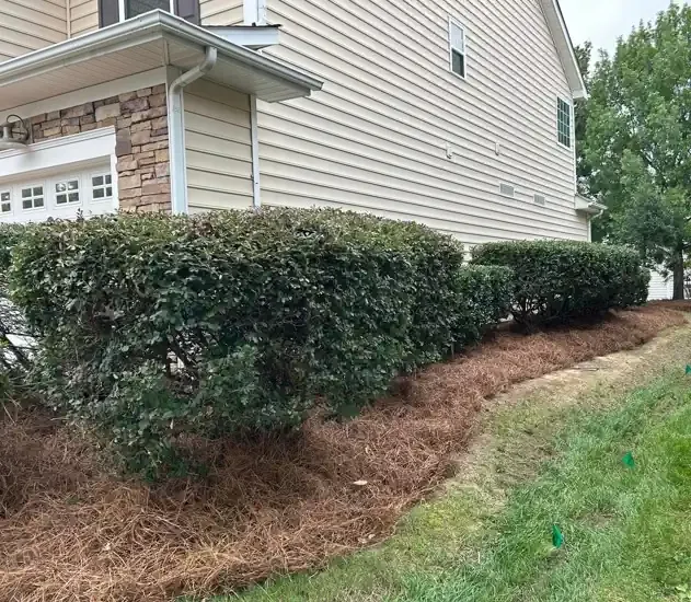 Shrub and hedge trimming — The Pine Needle Man Landscaping, Concord NC